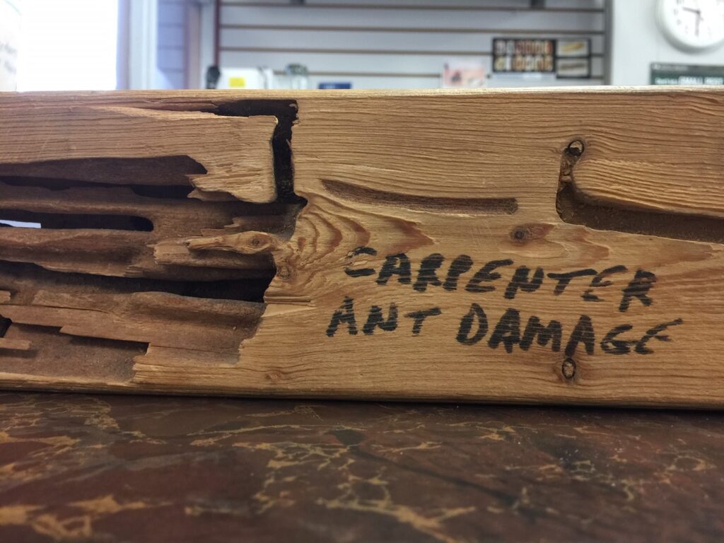 Carpenter ant gallery damage tunneled through structural wood in a Fresno home