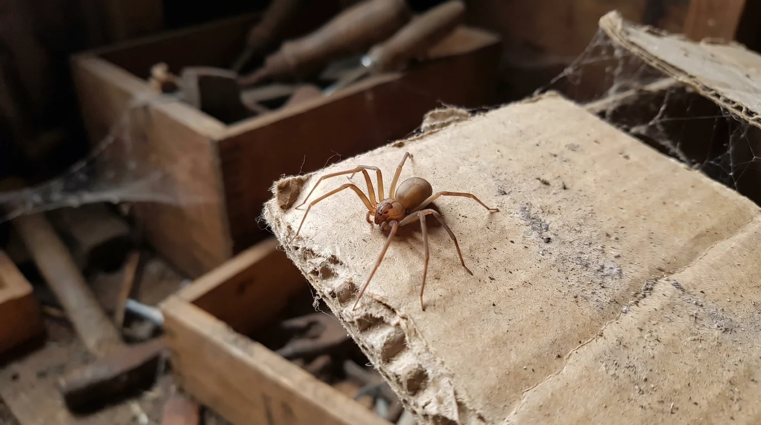 A brown recluse spider on cardboard showing its uniform tan color and violin-shaped marking, a species not established in California