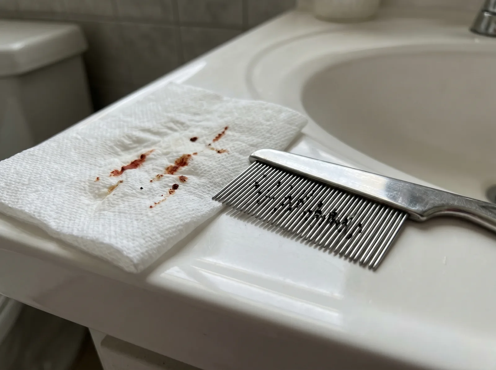 Flea comb holding black flea-dirt specks beside a damp white paper towel showing rust-red smears — the flea-dirt wet test