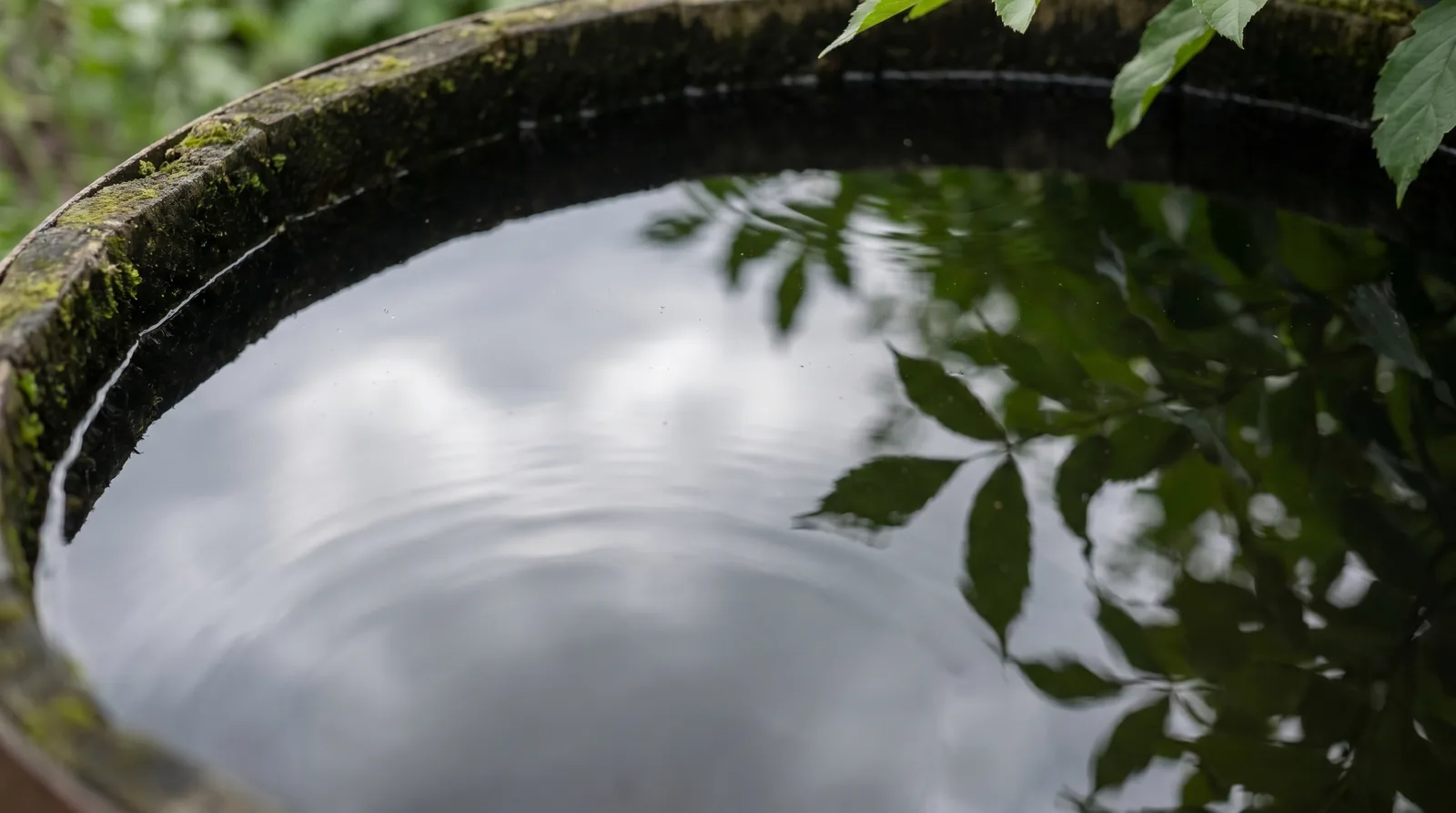 The still water surface of a backyard rain barrel where mosquito larvae develop