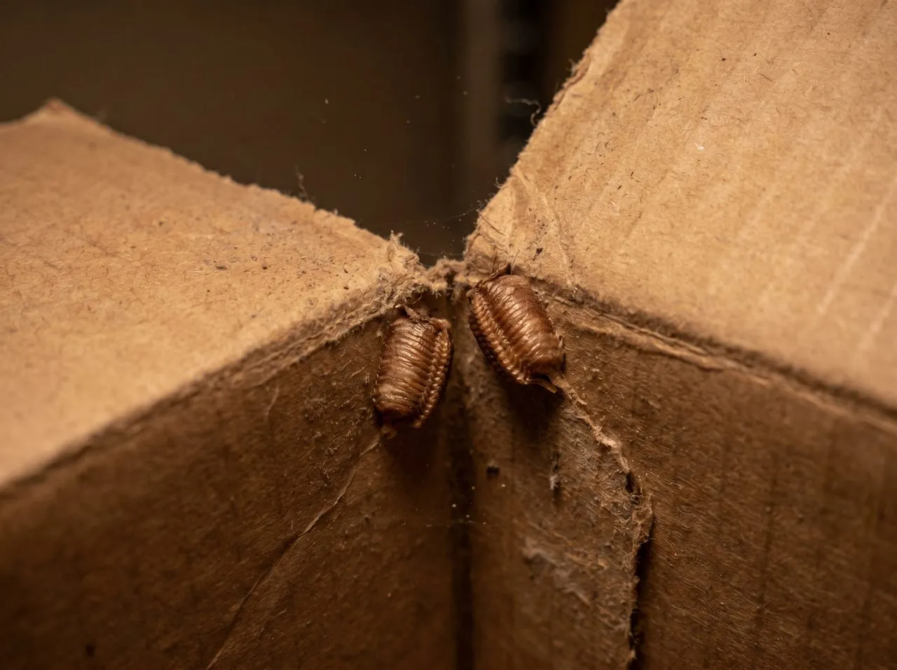 Two brown cockroach egg cases tucked into the seam of a cardboard box