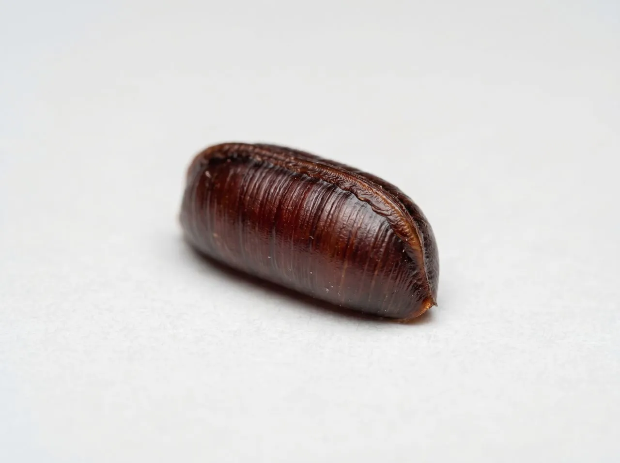Close-up of a cockroach egg case (ootheca), a brown ridged capsule with a seam along one edge