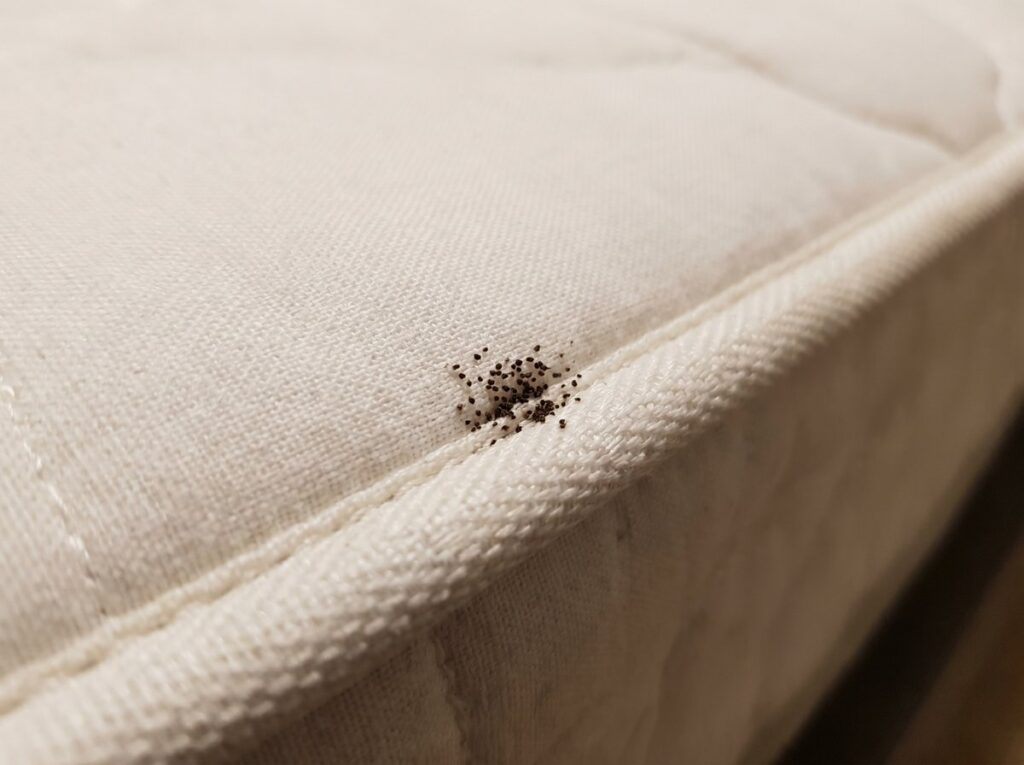 Tiny dark fecal specks along a white mattress seam left by bed bugs