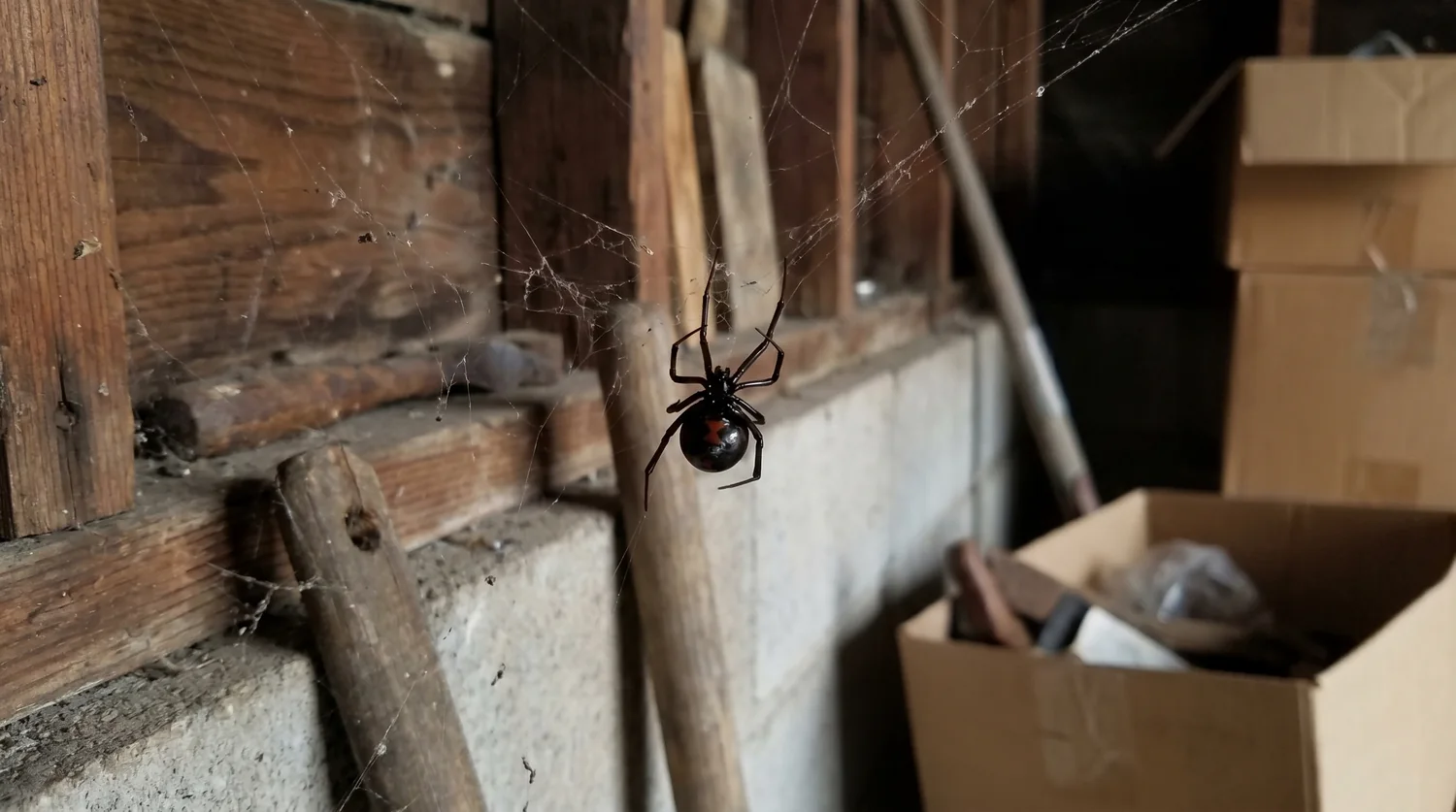A western black widow in a cluttered Central California garage, one of the common spiders found in California homes
