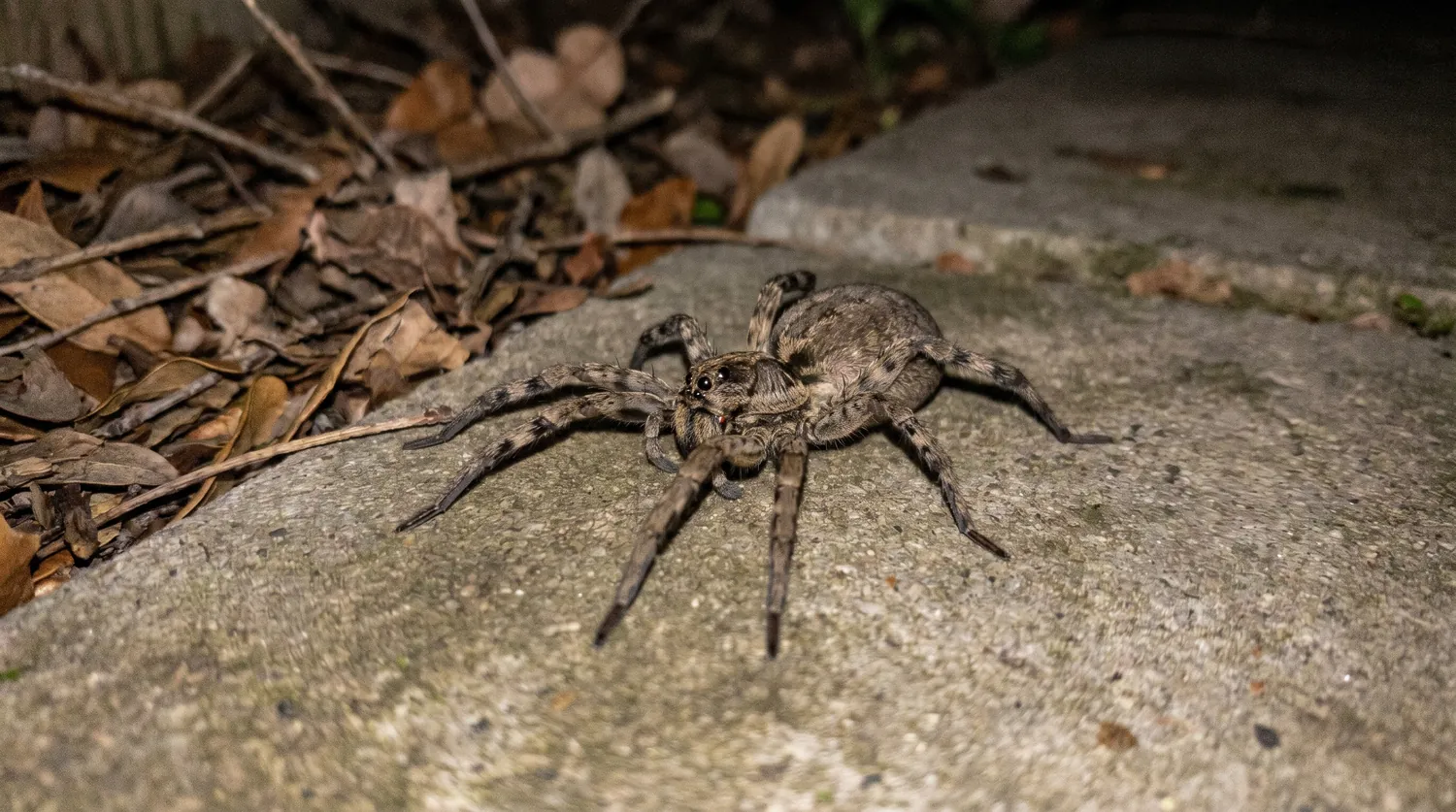 A large brown wolf spider on a concrete patio at night in California, harmless and often mistaken for a brown recluse